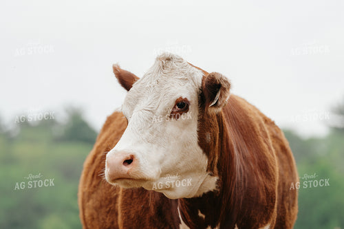 Hereford Cattle on Pasture 68170