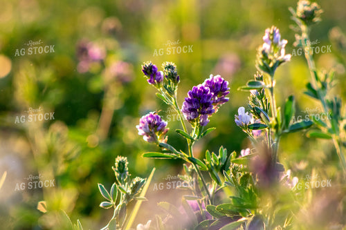 Alfalfa Close Up 214324