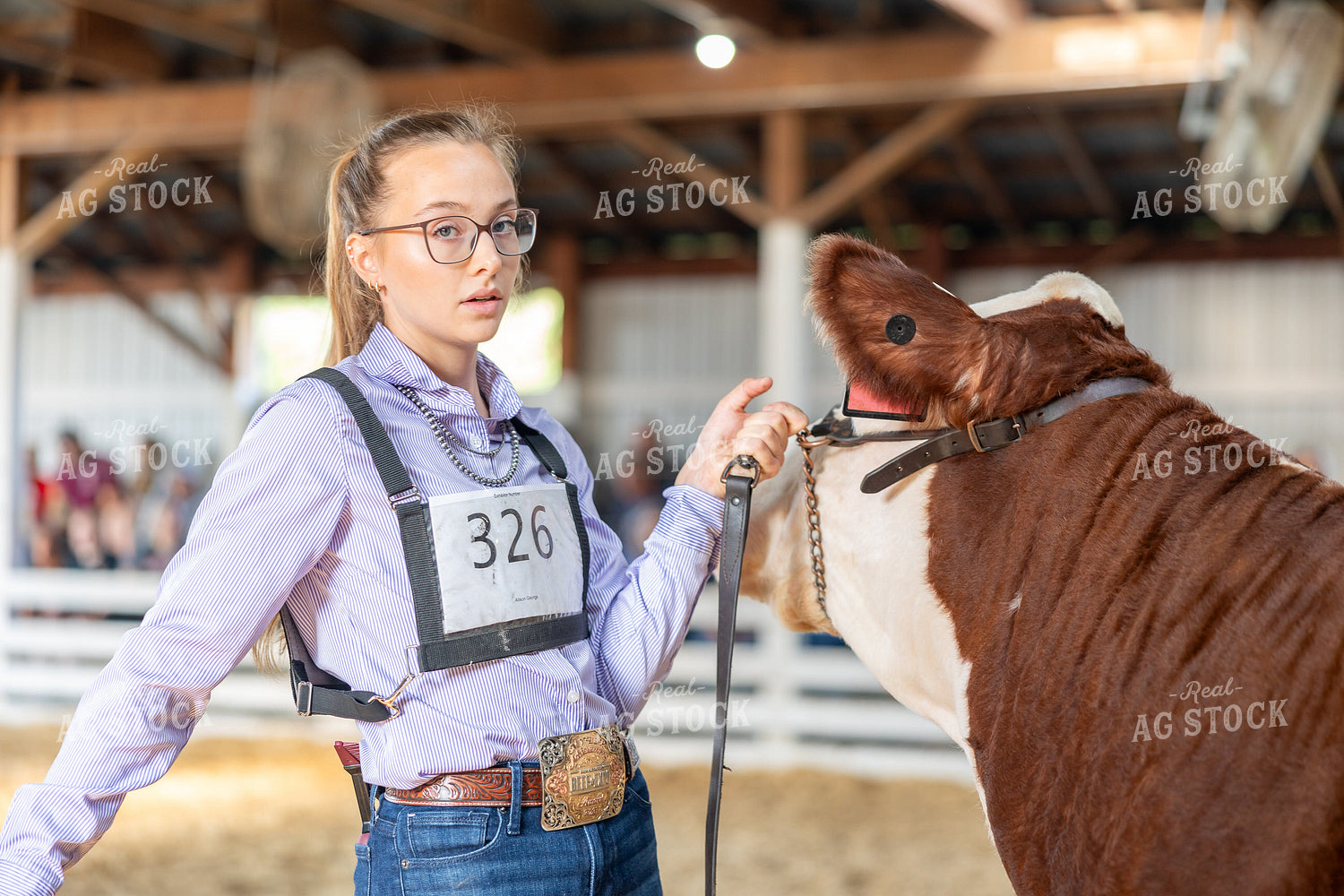 Showing Cattle 194059