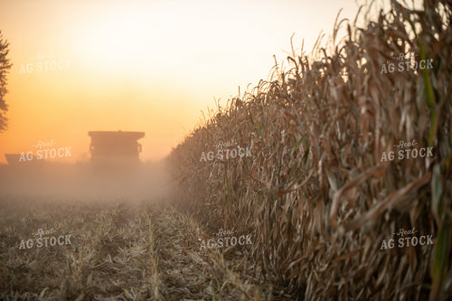 Corn Harvest 76480
