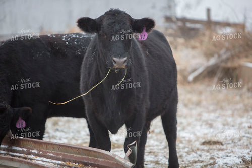 Cattle 1642