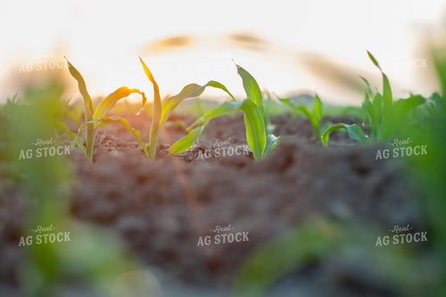 Corn - Early Growth 1197