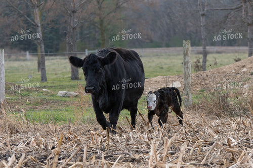 Cow Calf Pair 50447