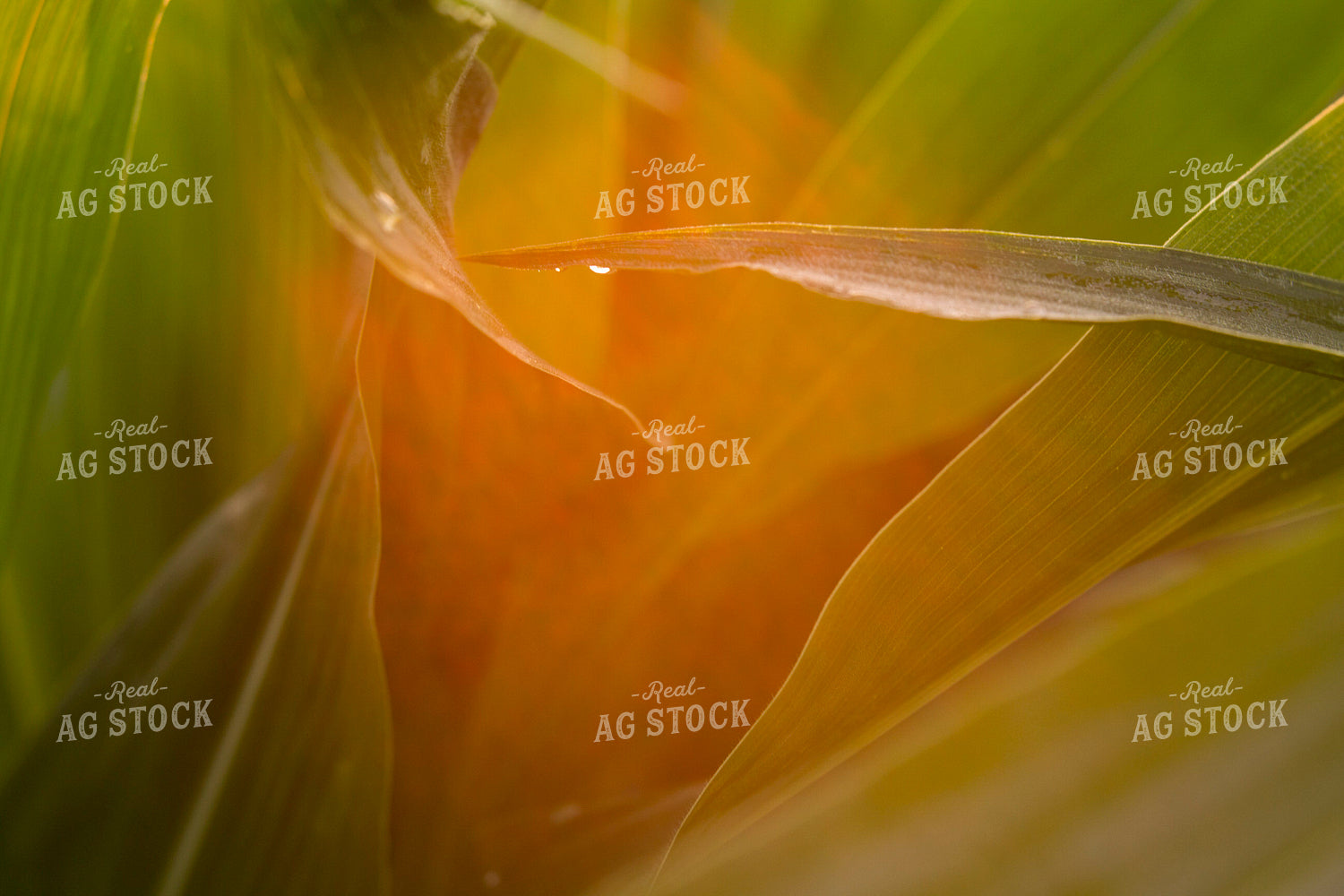 Corn - Mid-Season 1205