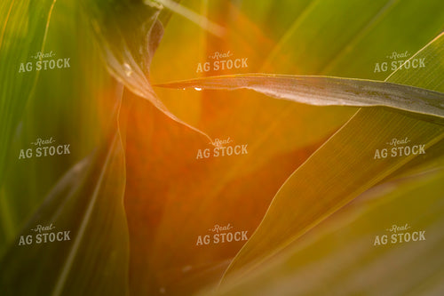 Corn - Mid-Season 1205