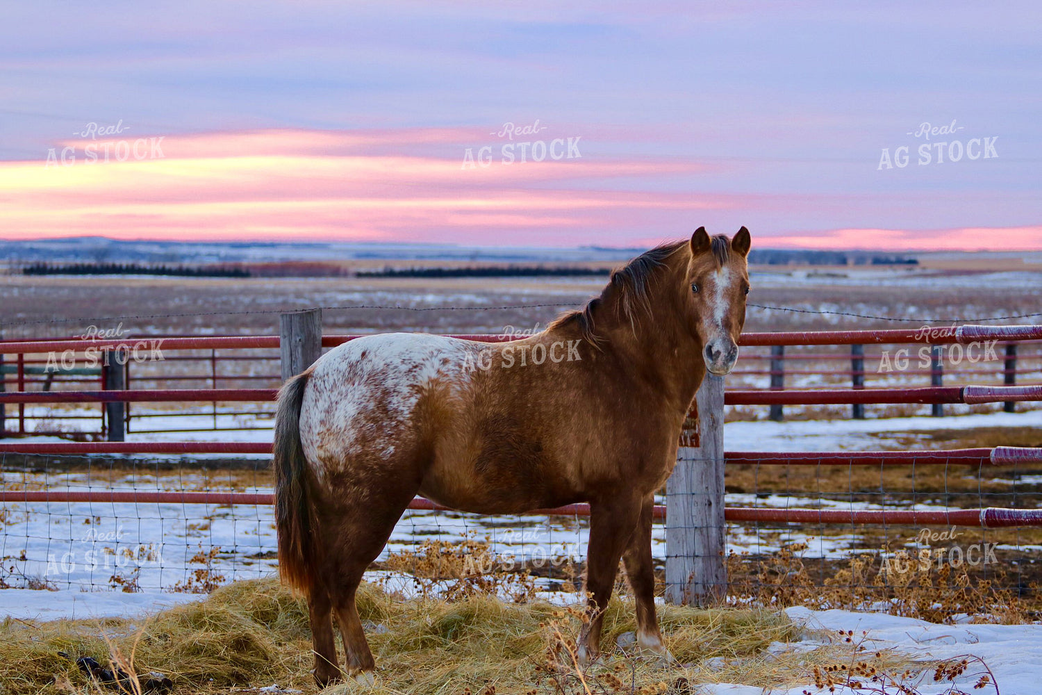 Horse 299110