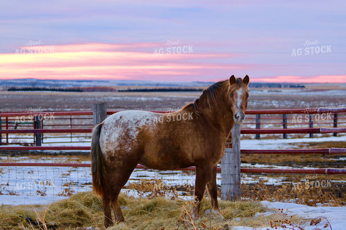 Horse 299110