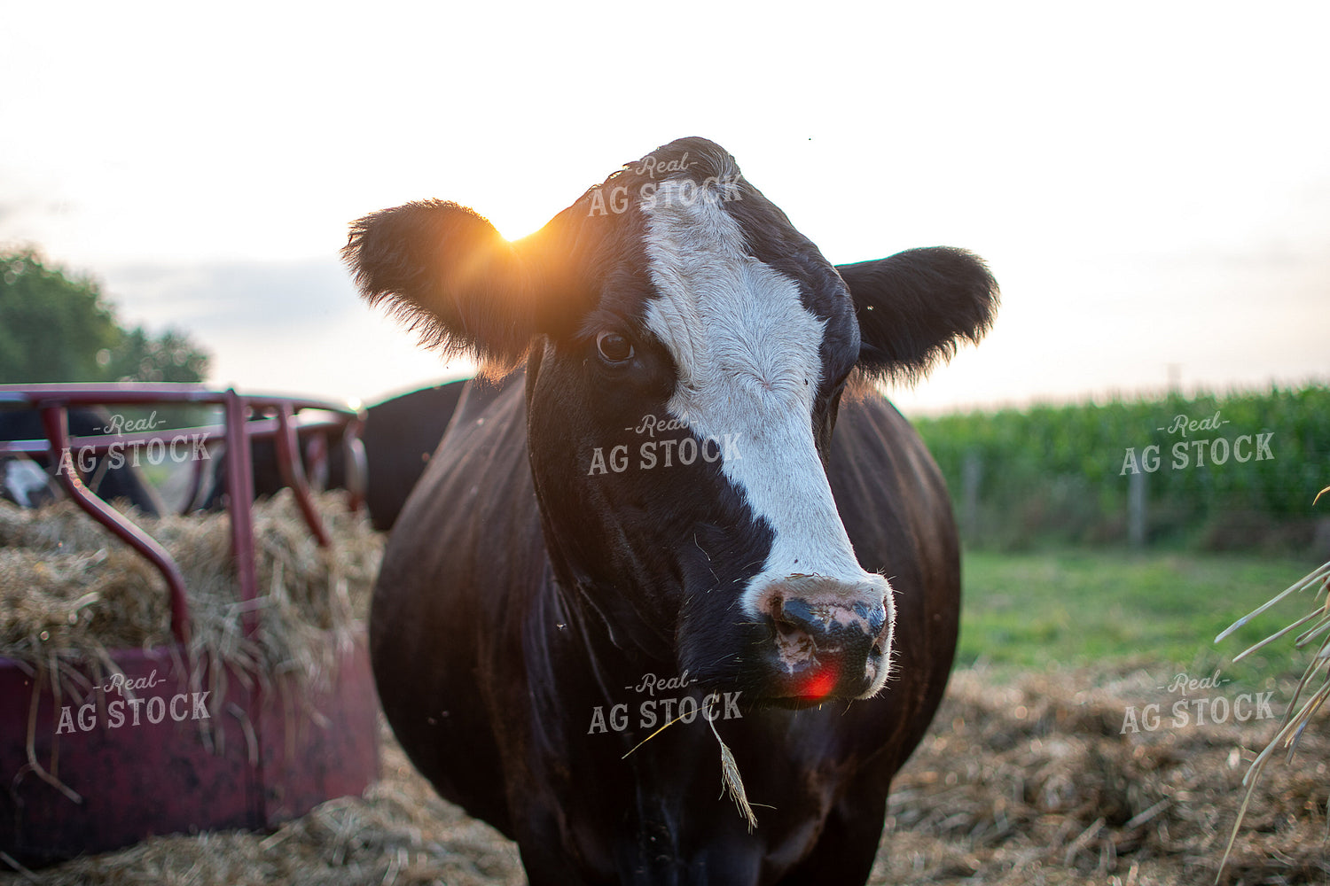Cattle 50395