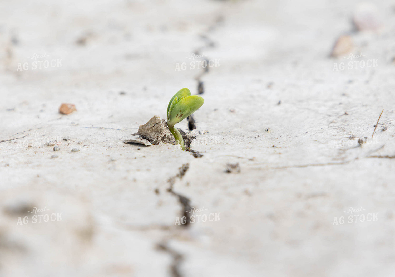 Early Growth Soybeans 79633