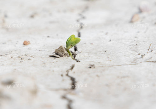Early Growth Soybeans 79633