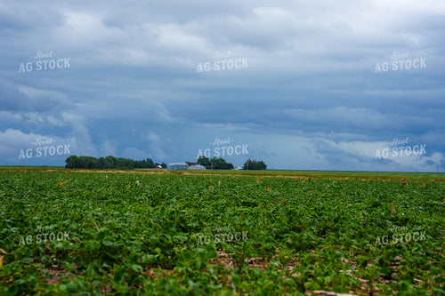 Soybean Field with Crop Damage 65848