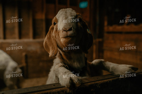 Goat 58356