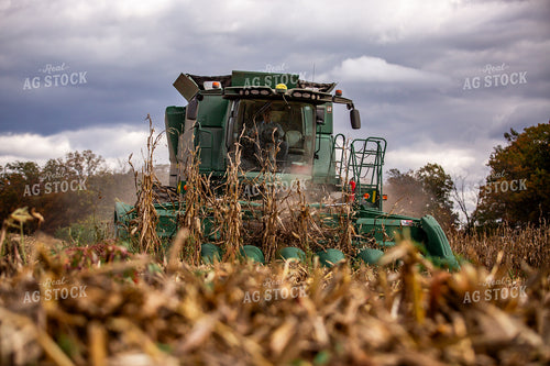 Corn Harvest 270655