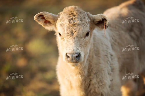 Calf - Charolais and Angus Cross 2264