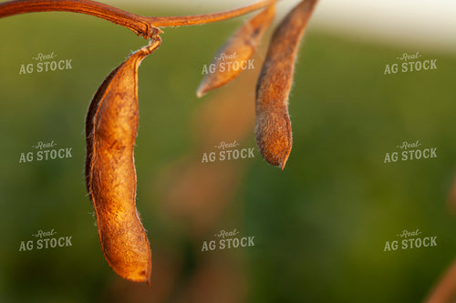 Soybeans - Dry 1584