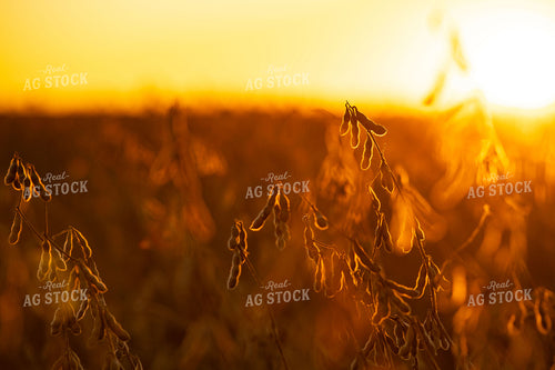 Dried Soybeans at Sunset 136209