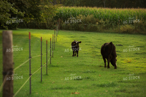 Cattle 2406