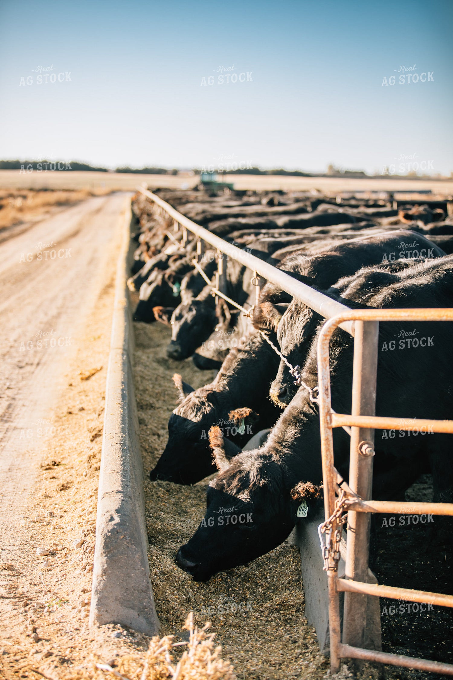 Cattle Eating out of Feed Bunk 53060