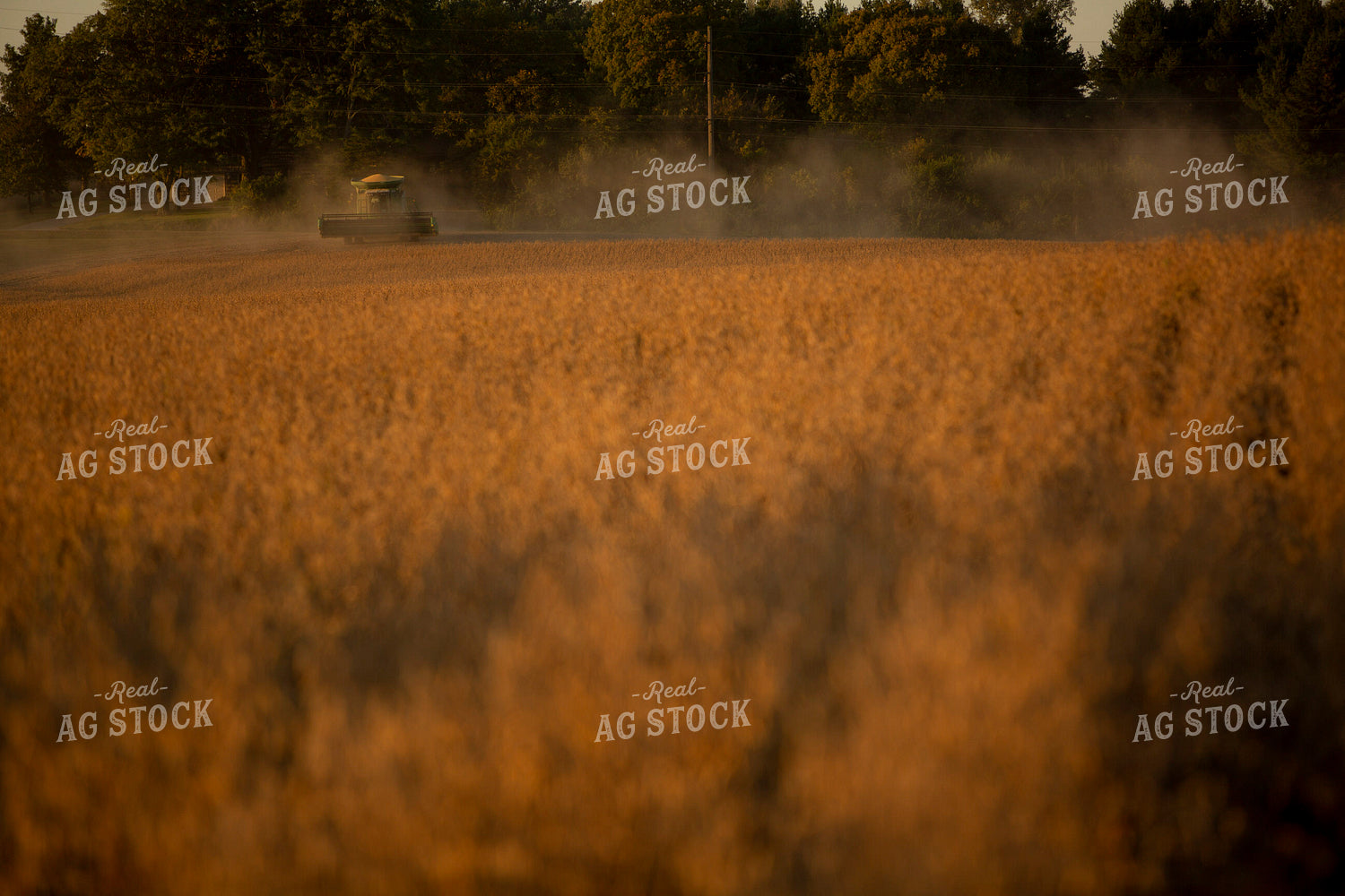 Soybeans - Dry 1554