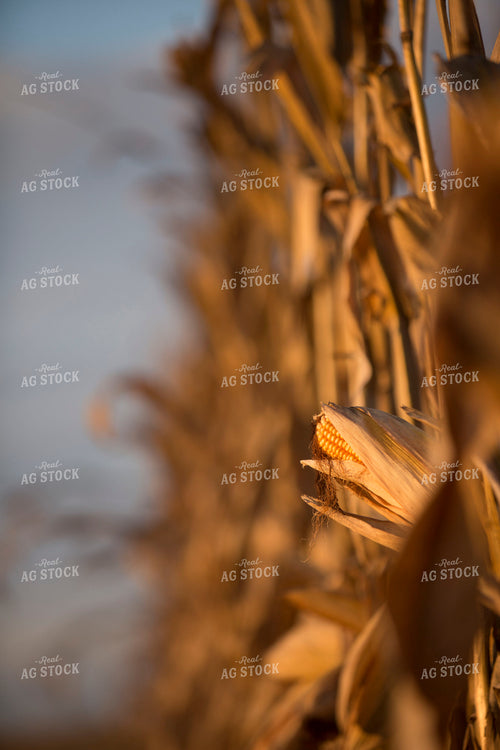 Corn - Dry 1322