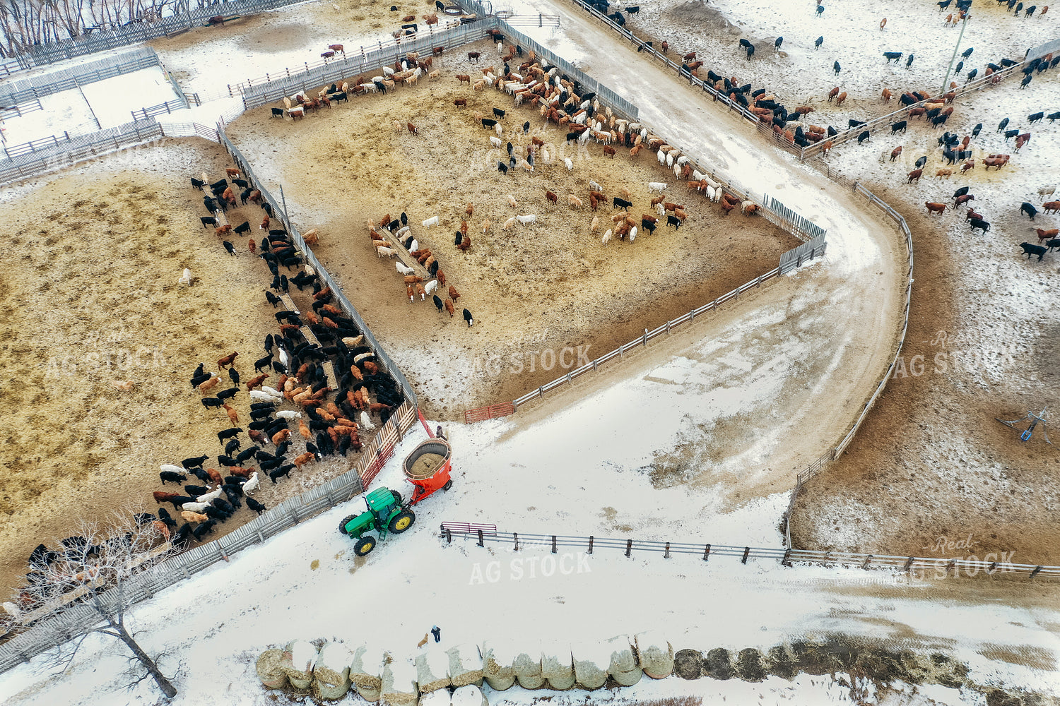 Feeding Cattle in Feedlot 64049