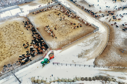 Feeding Cattle in Feedlot 64049