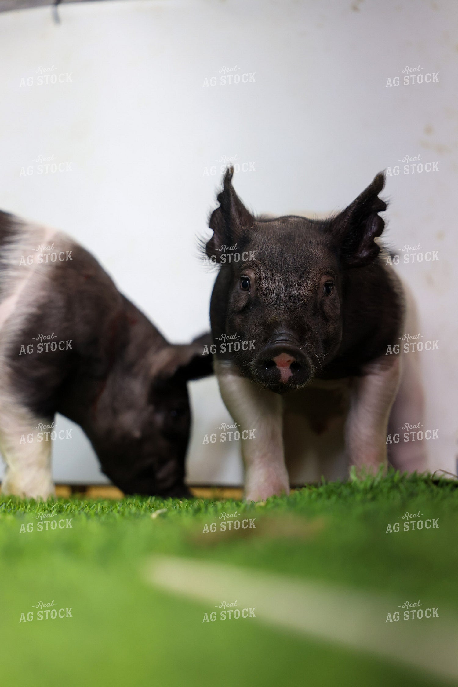 Hampshire Piglets 160368