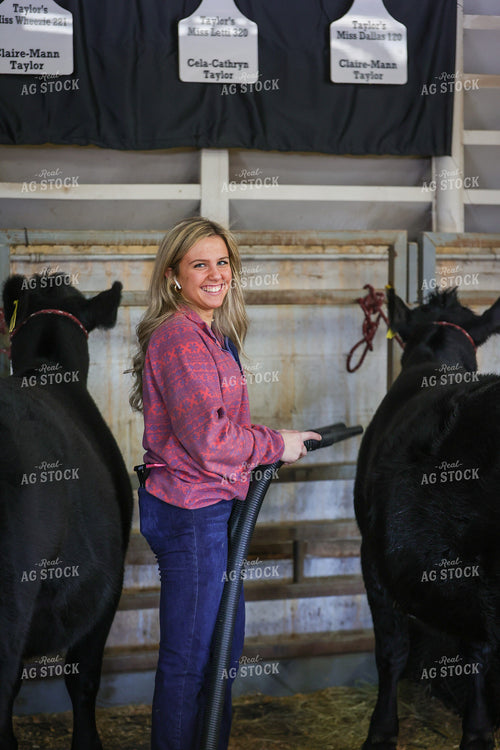 Drying Cattle on Show Day 52350