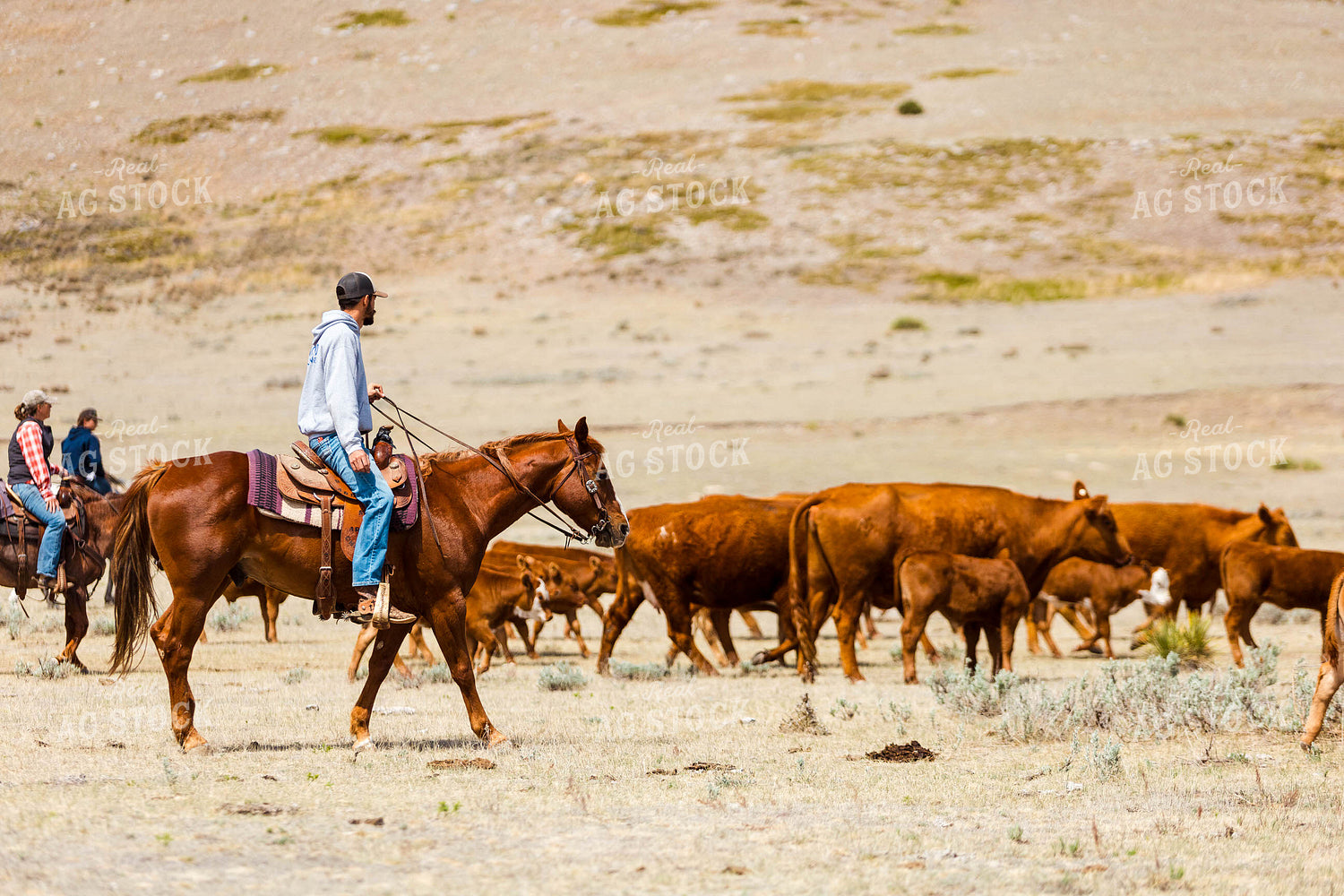 Ranchers Gathering Cattle on Horseback 97193
