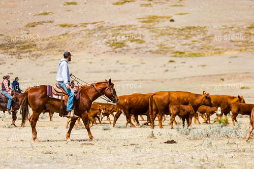 Ranchers Gathering Cattle on Horseback 97193