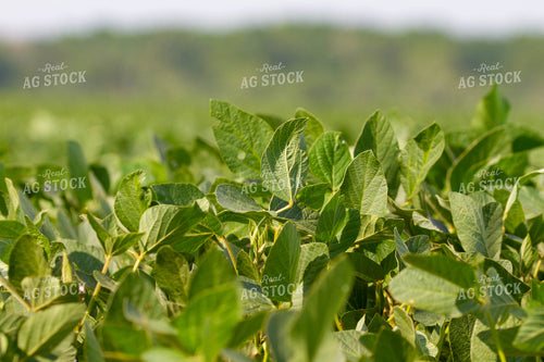 Soybeans in Field 79064