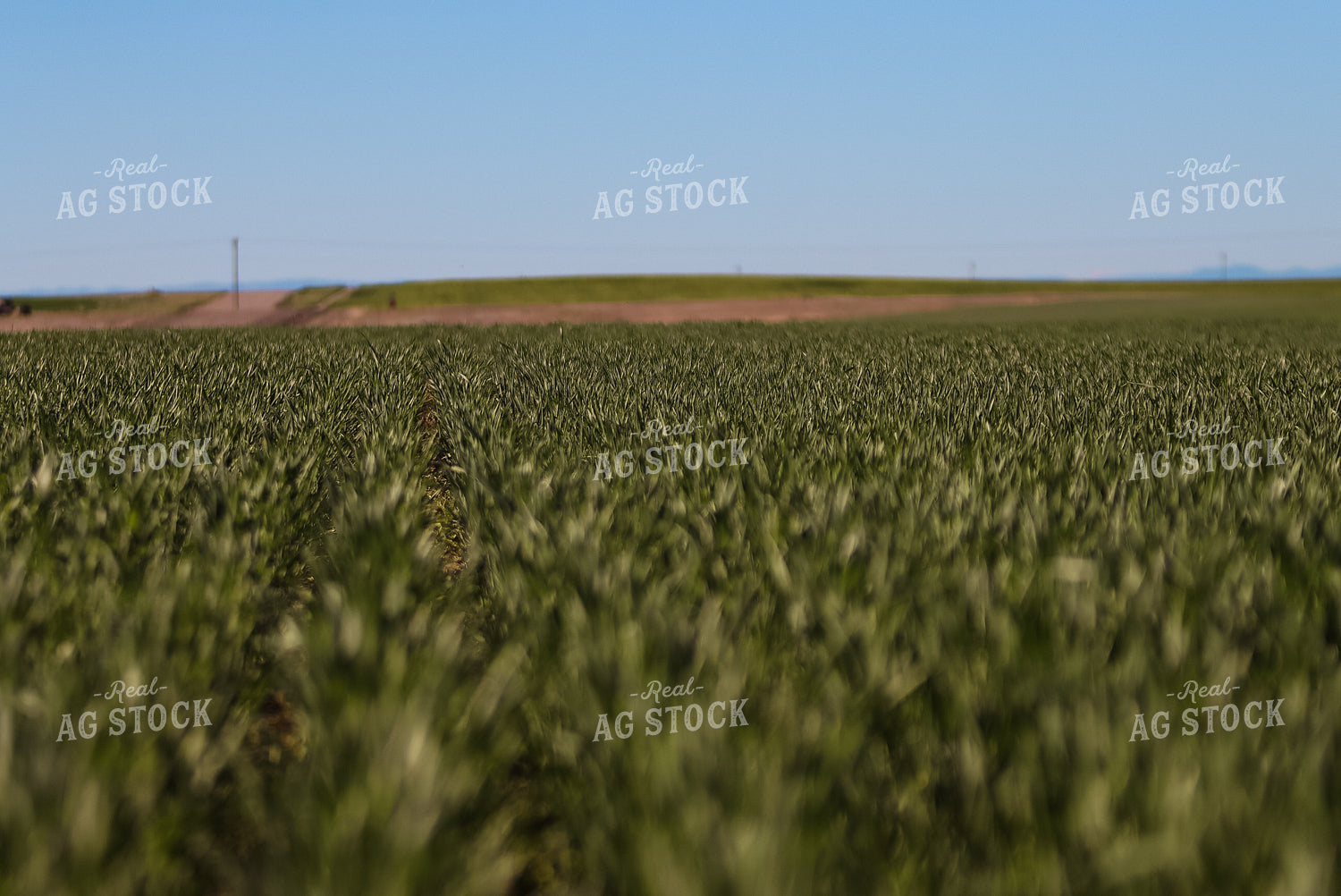 Hay Field 83009