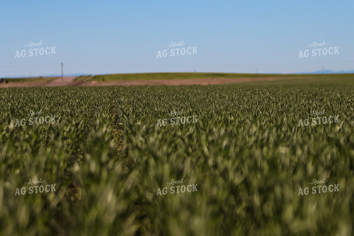 Hay Field 83009