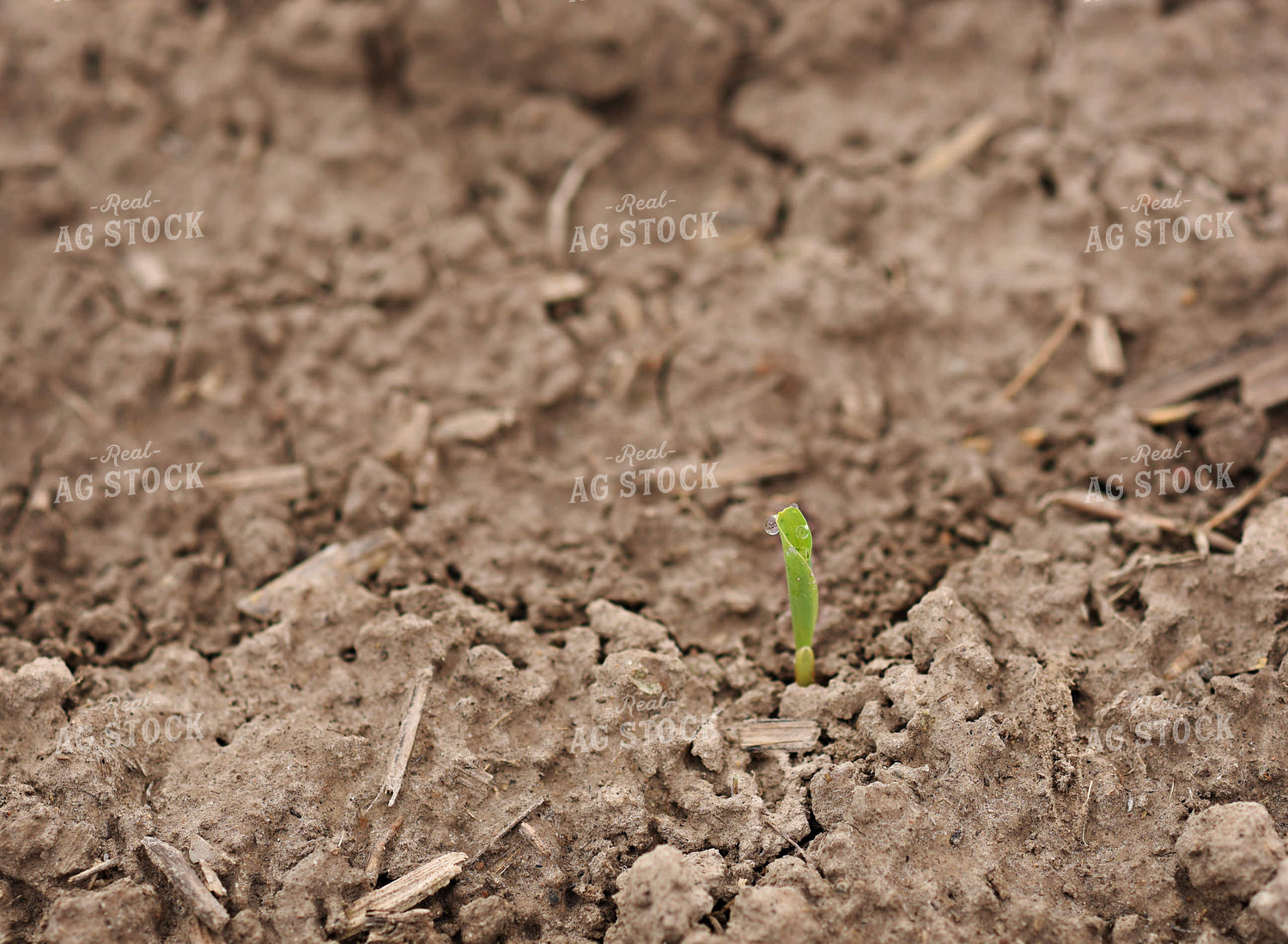 Early Corn Growth 100028