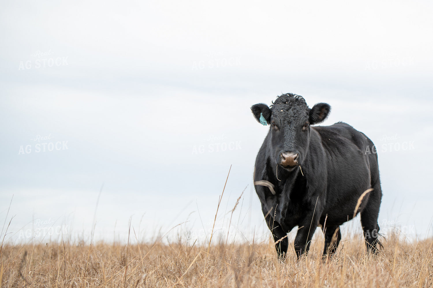 Angus Simmental Cross Cattle 236022