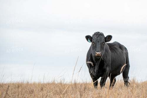 Angus Simmental Cross Cattle 236022