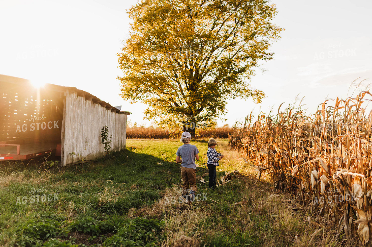 Farm Kids Holding Ears of Corn 115123
