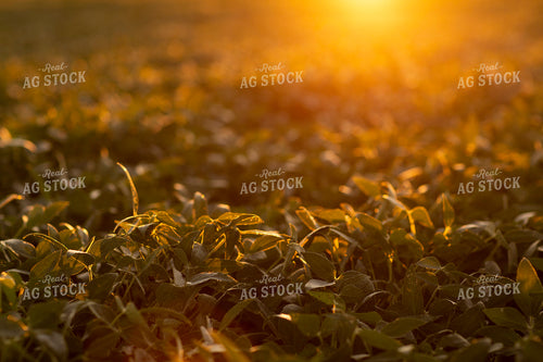 Soybeans - Mid-Season 4904