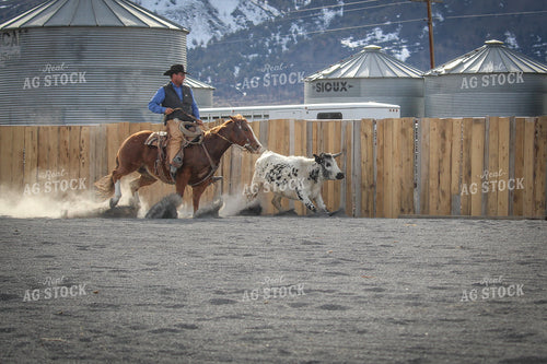 Male Rancher on Horse Chasing Cow 78053
