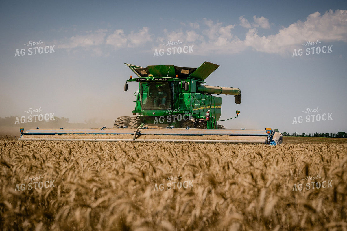 John Deere Combine Harvesting Wheat at Low Angle 404035