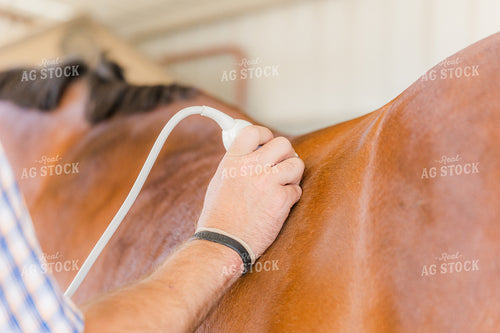 Equine Care 184042