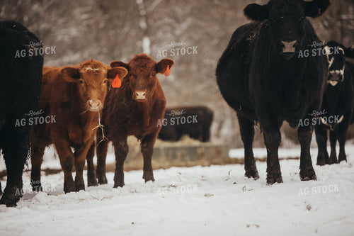 Angus Cattle in Snowy Pasture 3768