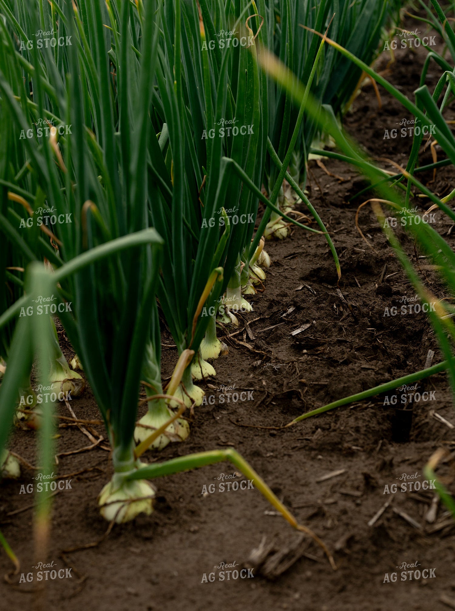 Onion Field 185162