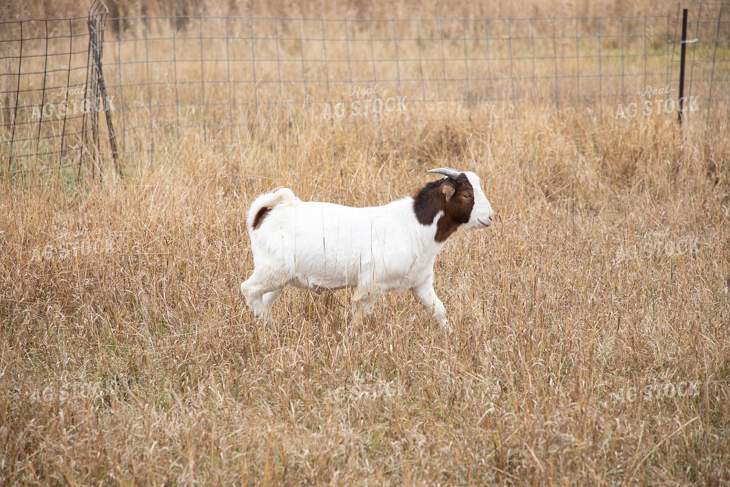 Goats 117126