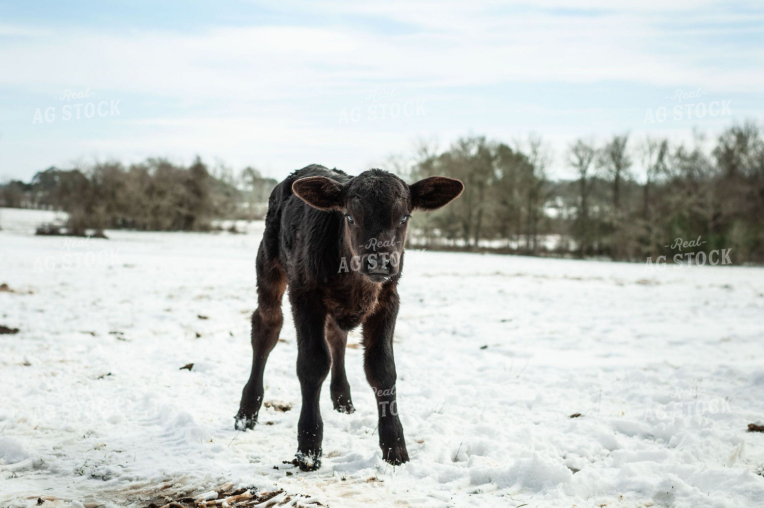 Calf in Snow 59007