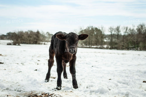 Calf in Snow 59007