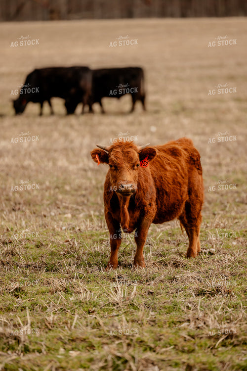 Red Angus Cattle Grazing 104041