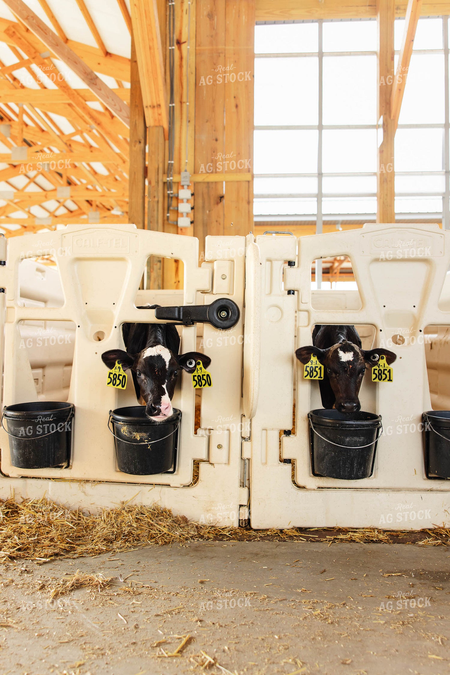 Holstein Calves 152623