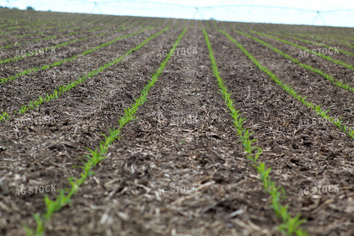 Early Growth Corn 141118