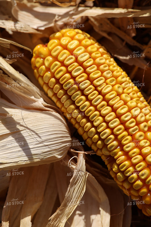 Dented Corn on an Ear 194031